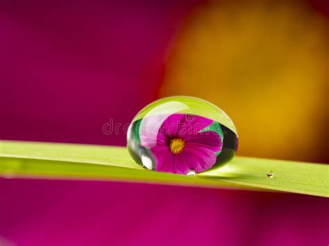 Flower And Dew Drop Stock Photo Image Of Nature Blossom 229928382