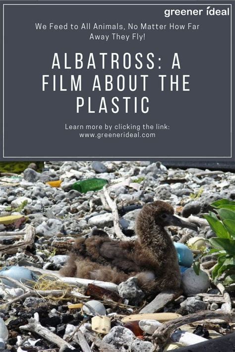 Albatross A Film About The Plastic We Feed To All Animals No Matter