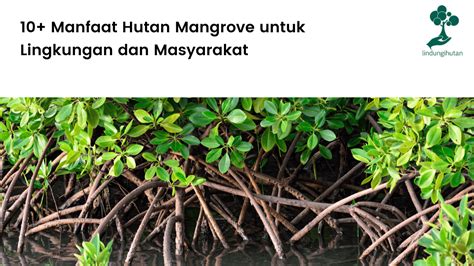 fungsi dan manfaat hutan bakau mangrove