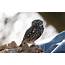 Little Owl  New Zealand Birds Online