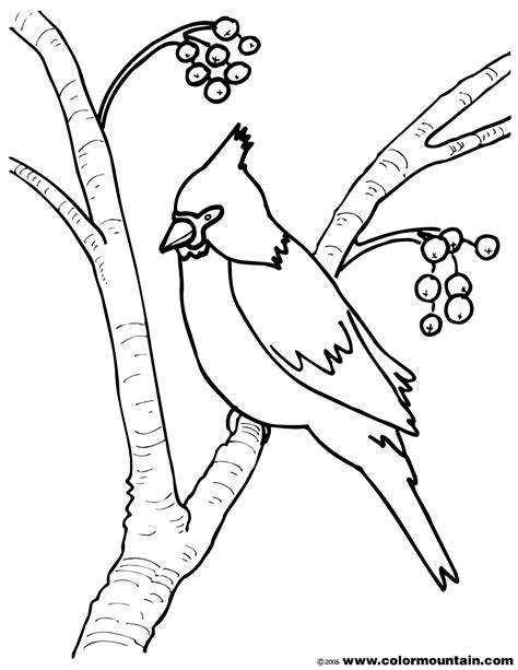 Printable Coloring Page Cardinal Bird Coloring Pages
