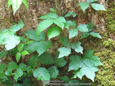 Photo Of The Entire Plant Of Poison Ivy Toxicodendron Radicans Posted