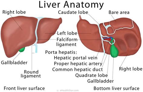 Also available for free anatomically, the liver is a meaty organ that consists of two large sections called the right and the left. Liver anatomy and function | Anatomy | Pinterest | Anatomy