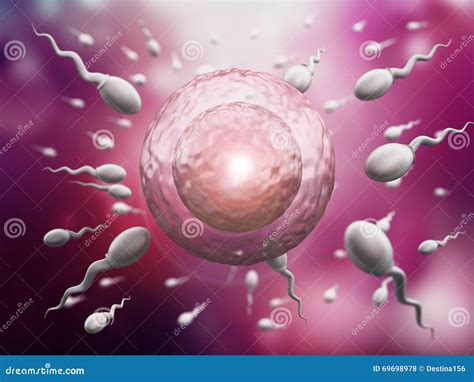 ilustração que mostra espermas e ovo ilustração stock ilustração de sêmen humano 69698978