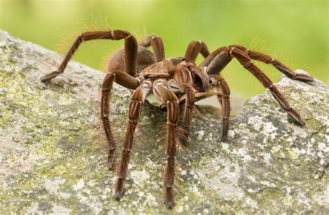 Kde žije nejjedovatější pavouk na světě