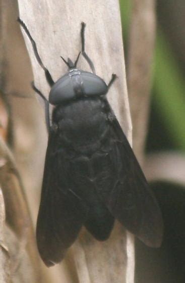 Big Black Fly Tabanus Atratus Bugguidenet