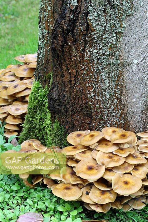 Gap Gardens Armillaria Honey Fungus Spreading Along Tree Roots In