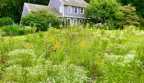 6 Tips To Turn Your Yard Into A Meadow