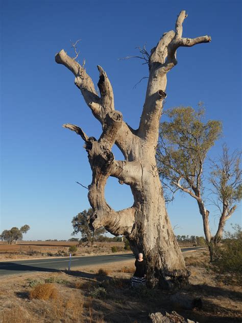 Aboriginal Ring Tree Koraleigh Vic May 2021 P1000498 Flickr
