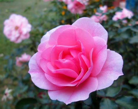 Beautiful Pink Rose Beautiful Pink Roses Rose Flower Garden