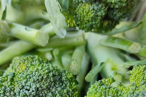 How To Know If Broccoli Is Spoiled Here Is The Answer Breakinglatest