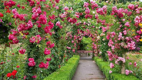 The Butchart Gardens Path Summer Rose Pink Flower Green