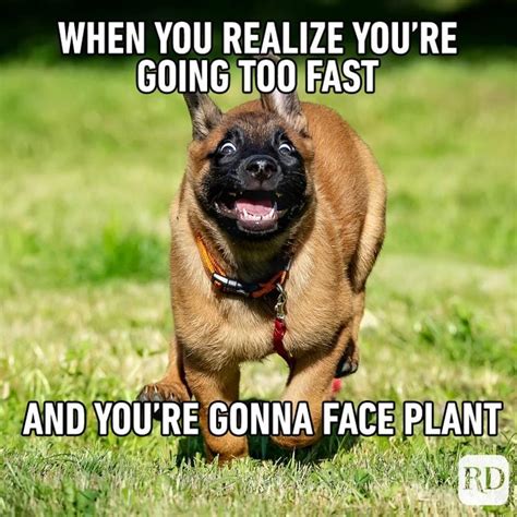 50 Hysterical Dog Memes That Will Make You Laugh Vlrengbr
