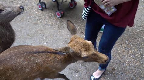 meet the friendly deer in nara japan youtube