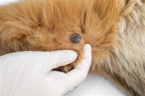 Warts On Dogs Vet Treatment Advice Metlife Pet Insurance