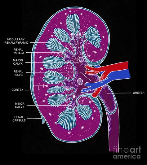 Cross Section Of Right Kidney Photograph By Science Source
