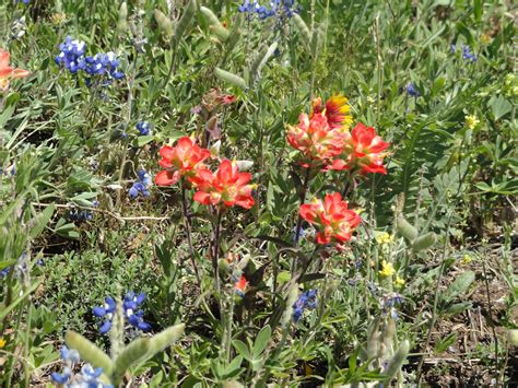 Texas Wildflowers Im Not Yet Dead