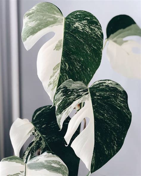 Maybe you would like to learn more about one of these? Pin en Monstera