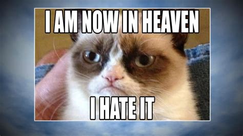 Best Grumpy Cat Memes Angry Cat Memes Grumpy Cat Cat Memes