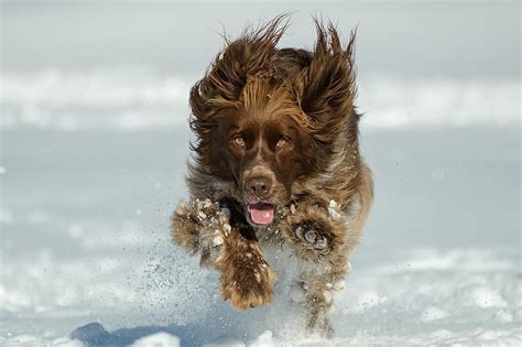 Dog Nature Animal Pet Winter Snow Run Play Pikist