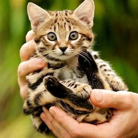 The Black Footed Cat The Smallest Cat In Africa Aww