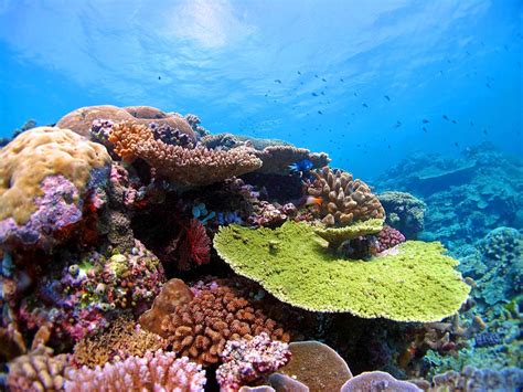 Lg bushy tall accent rare real brown stem aquarium coral reef decor natural nautical wedding craft habitat decoration fish tank 6x5x8. Some Corals Have Heat-Tolerant Genes, New Study Shows ...