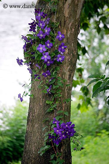 A tree on which cherries grow, or a similar tree, grown for its flowers. Purple Flowers on Tree (2)