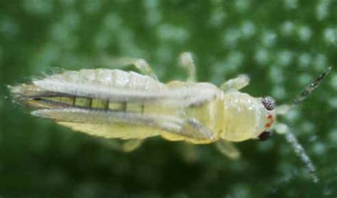 Chilli Thrips Scirtothrips Dorsalis Hood