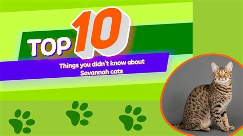 10 Things You Didnt Know About Savannah Cats Youtube