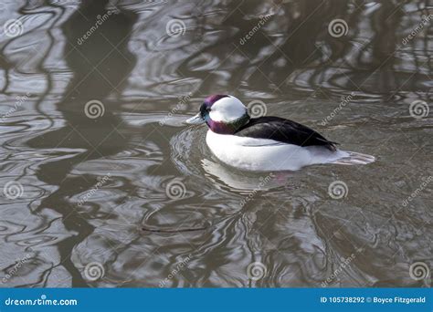 Male Bufflehead Duck Floats On A Calm Lake Stock Photo Image Of Lake