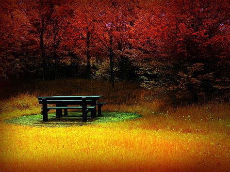 Forest Clearing Bench Red Fall Nature Wallpapers Hd