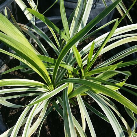 Liriope Muscari Silvery Sunproof Variegated Lilyturf Mid Valley Trees