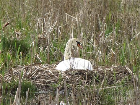 Swan Nest Photograph By Lisa Lindgren