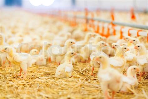 Indoors Chicken Farm Chicken Feeding Farm For Growing Broiler
