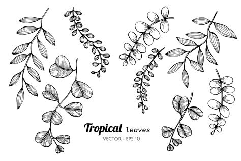 Collection set of Tropical leaves drawing illustration. 417433 - Download Free Vectors, Clipart ...