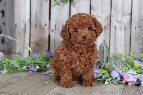 Ginger Cuddly Female Toy Poodle Puppies Online