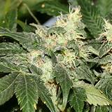 Marijuana Seeds From California Pictures