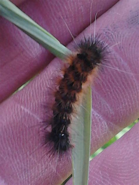Mystery Caterpillars Arctiidae The Wonderful Australian Flickr