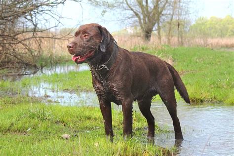 Chocolate Lab An Ultimate Guide To Chocolate Labradors