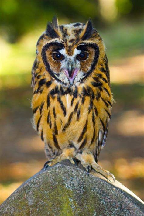 Exotic Owls Owl Beautiful Owl Pet Birds