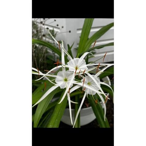 Jual Tanaman Hias Beach Spider Lily Bakung Air Mancur Bakung Lele