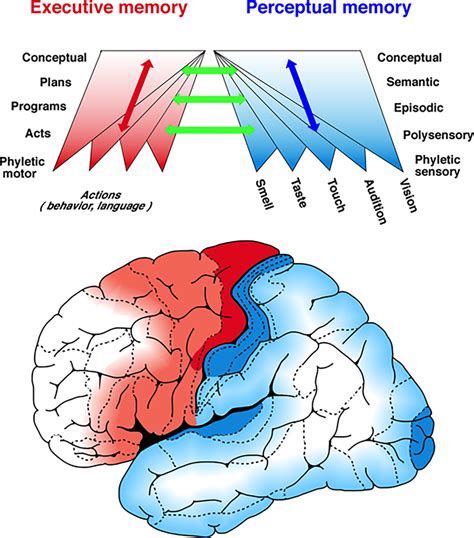 A Schema Of The Hierarchies Of Cortical Memory The Figure Portrays In