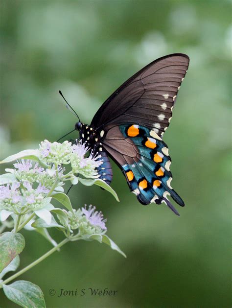 Pipevine Swallowtail Butterfly On Hoary Mountain Mint ~ Photo By Joni S