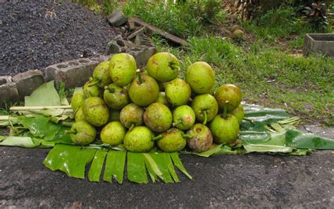 25 Best Fruits Of The Dominican Republic Exotic And Popular Fruits In Dr