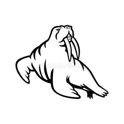 Long Tusked Atlantic Or Pacific Walrus Mascot Black And White Stock