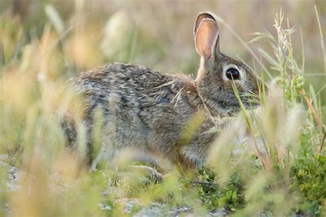 Discover Nature Eastern Cottontail Rabbits Kbia