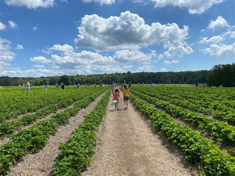 Strawberry Picking at Jones Family Farm: What You Need to Know ...