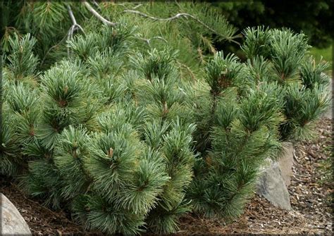 Pinus Pumila Cuidado Del Pino Enano Siberiano Plantiago