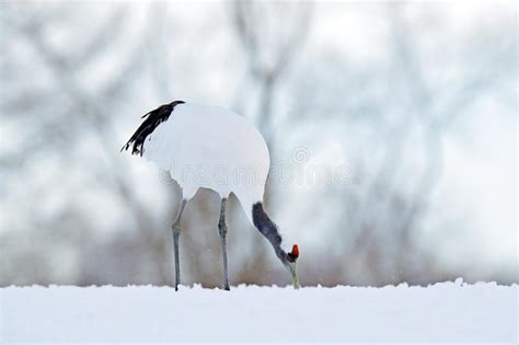 Feeding Red Crowned Crane On The Meadow With Snow Storm Hokkaido