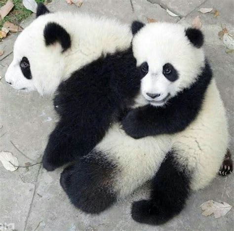 Pin By Carla Dieffenderfer On Pandas Panda Bear Baby Panda Bears Panda